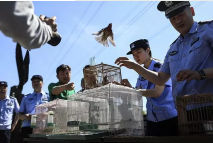 保護(hù)候鳥(niǎo)|躍迪移動(dòng)警務(wù)室——北京首個(gè)濕地移動(dòng)森林警務(wù)執(zhí)法站